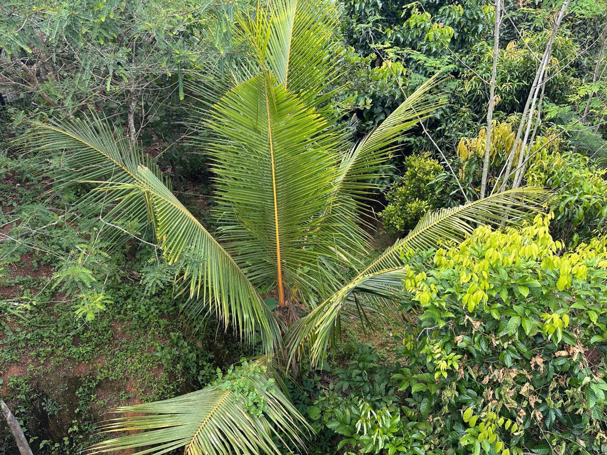 Kattil Farm Stay Varkala Thiruvananthapuram Exterior photo