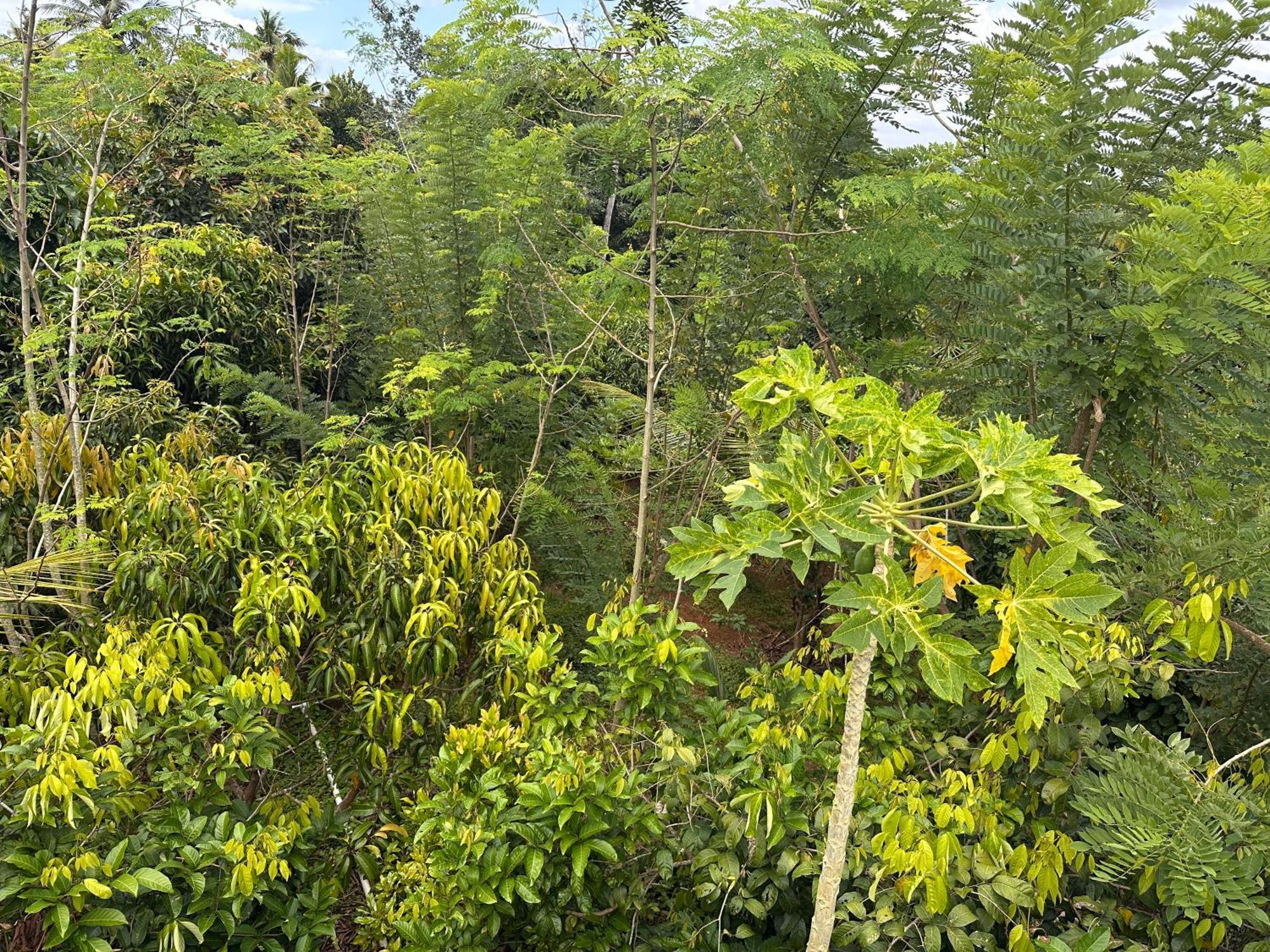 Kattil Farm Stay Varkala Thiruvananthapuram Exterior photo