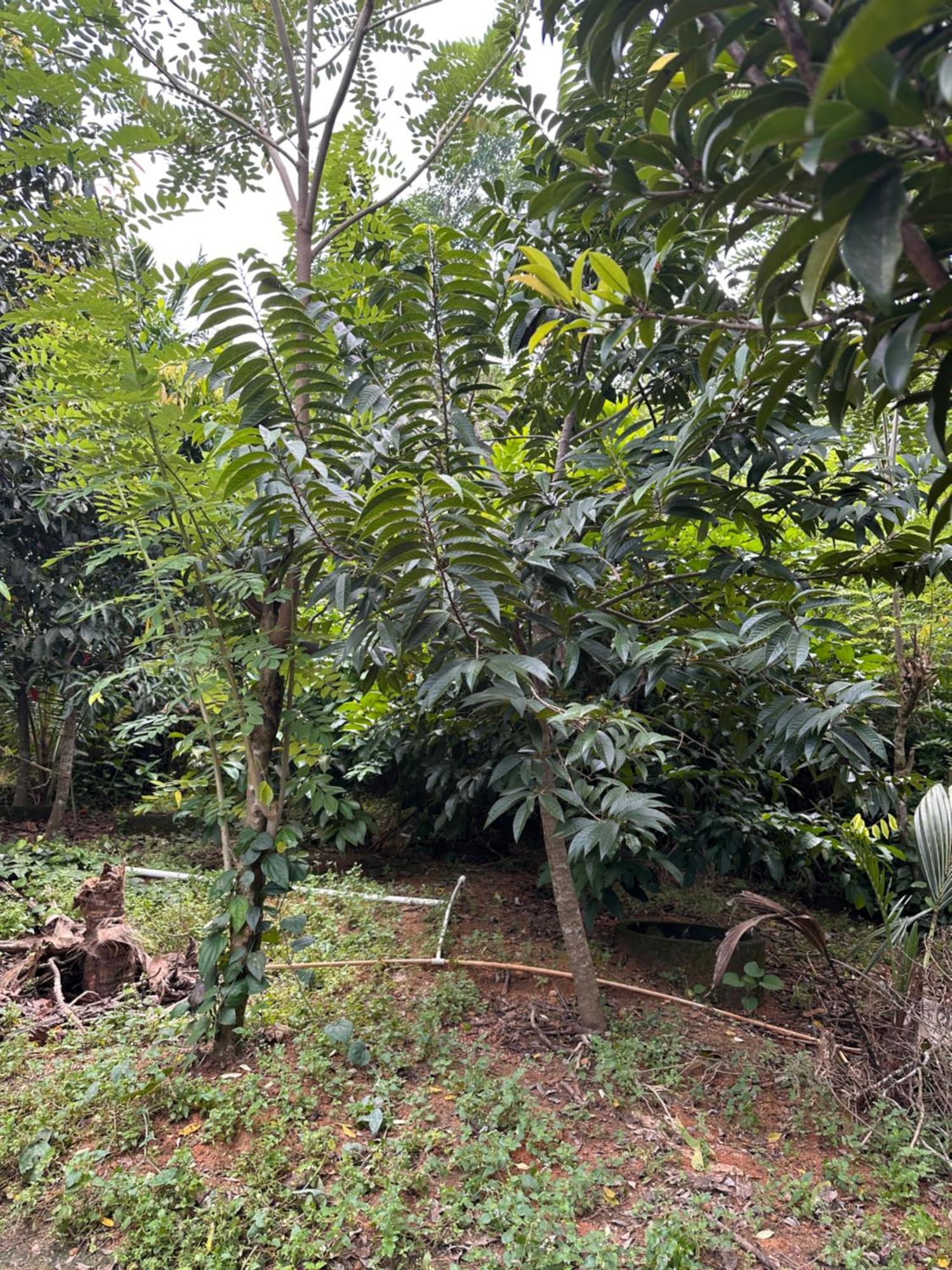 Kattil Farm Stay Varkala Thiruvananthapuram Exterior photo